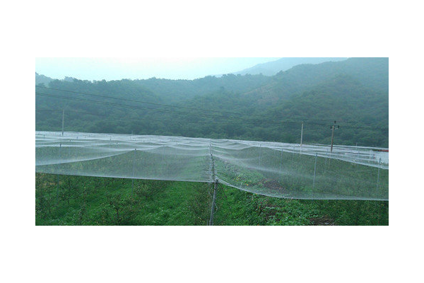 葡萄 蜘蛛_葡萄樹蜘蛛