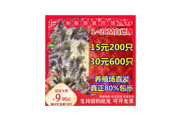 蛛環蛺蝶_蜘蛛池是什么