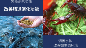 池塘里的水蜘蛛_蜘蛛蟹吃蝦