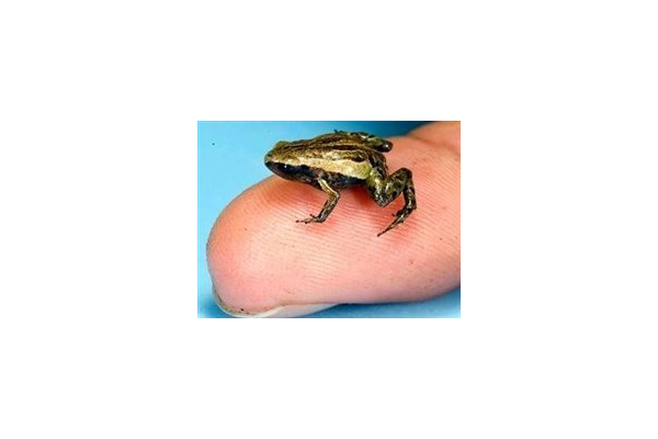蜘蛛池毒蛙生物學特性_蜘蛛池是什么