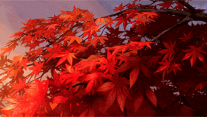 楓葉動態蜘蛛池